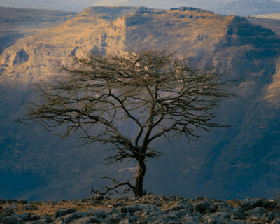 Wellness in Ethiopia blog cover photo