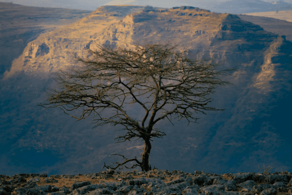 Wellness in Ethiopia blog cover photo